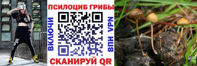 Купить где  Заволжск  Псилоцибиновые грибы Magic Shrooms 